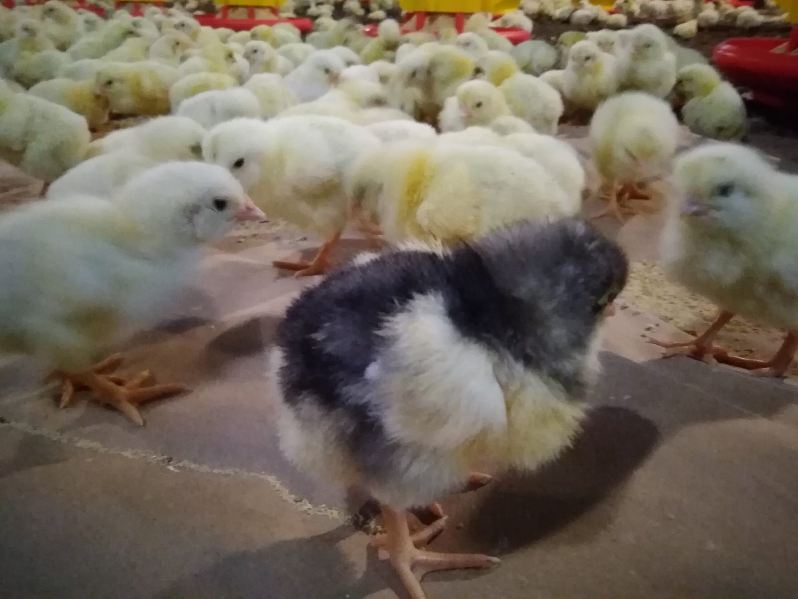 chickens